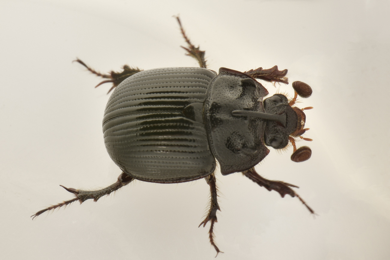 Geotrupidae: Odonteus armiger? S.